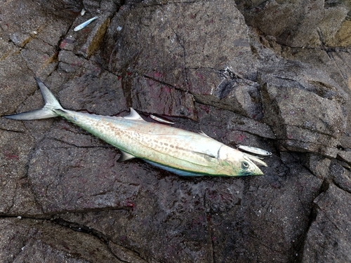 サゴシの釣果