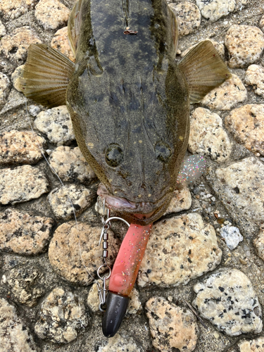 マゴチの釣果