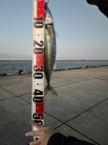 サバの釣果