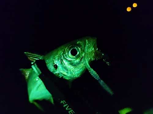 オオモンハタの釣果