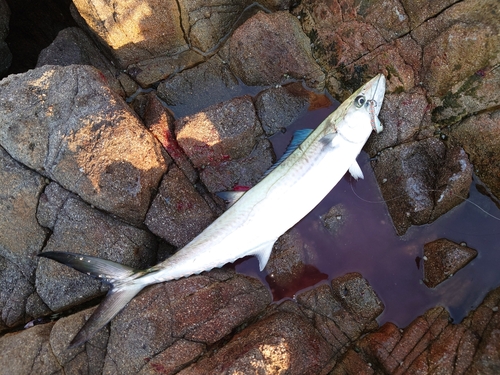 サゴシの釣果