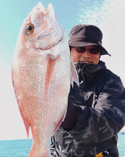 マダイの釣果