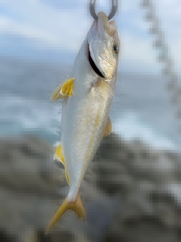 シオの釣果