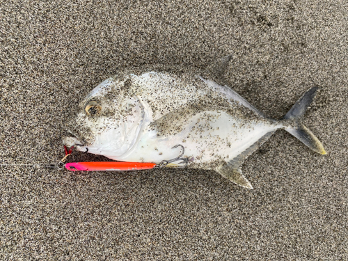 メッキの釣果