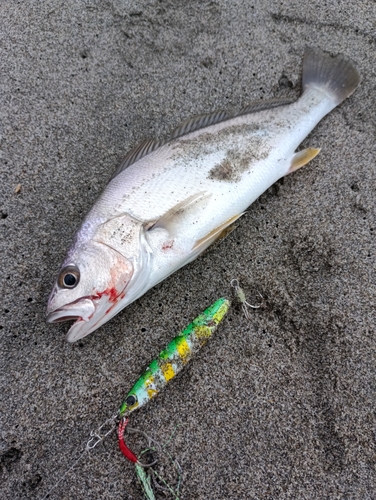 オオニベの釣果