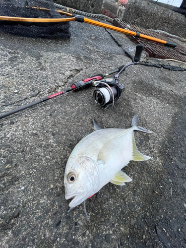 メッキの釣果