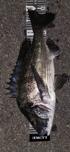 チヌの釣果