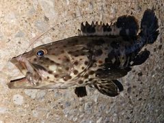 チャイロマルハタの釣果