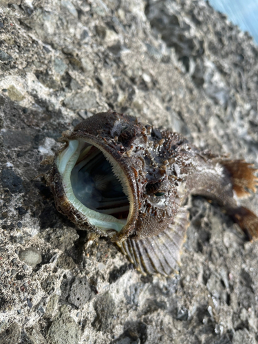 トウベツカジカの釣果