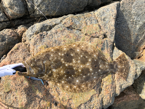 ヒラメの釣果