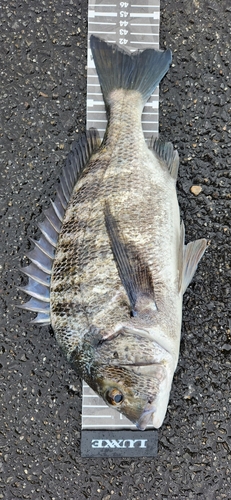 チヌの釣果