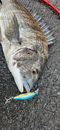 チヌの釣果