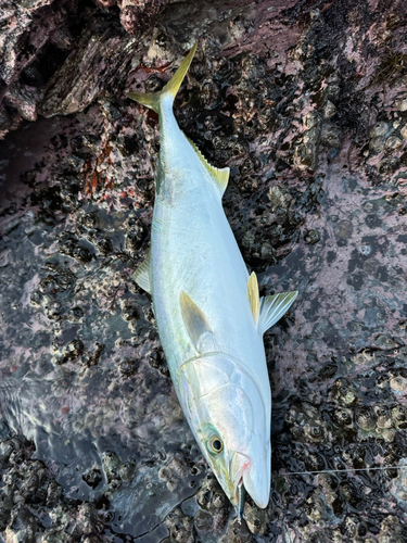 ヤズの釣果