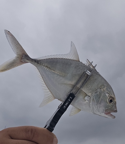 ロウニンアジの釣果