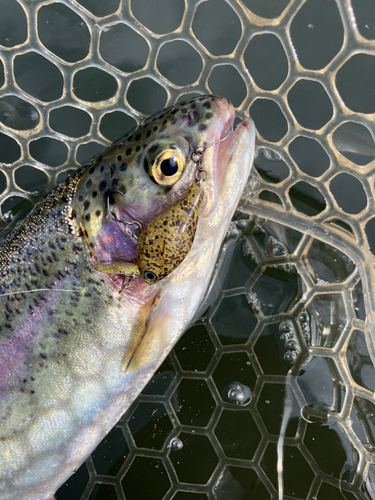 レインボートラウトの釣果