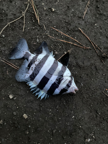 シマダイの釣果