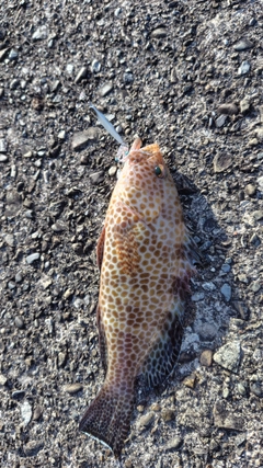 オオモンハタの釣果