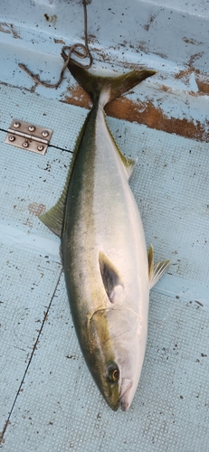 ハマチの釣果