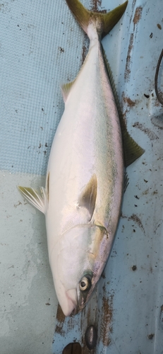 ハマチの釣果