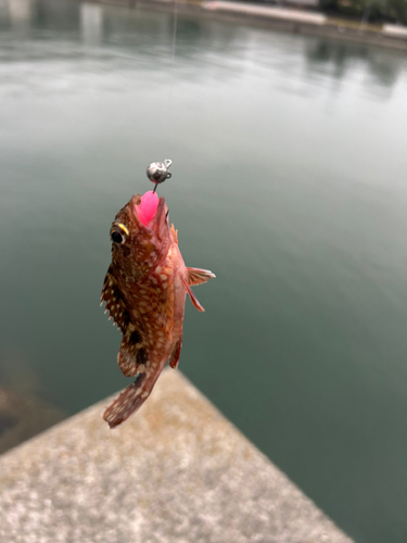 カサゴの釣果