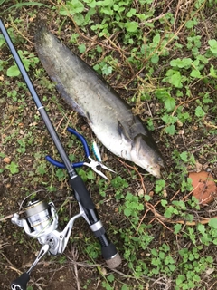 ナマズの釣果