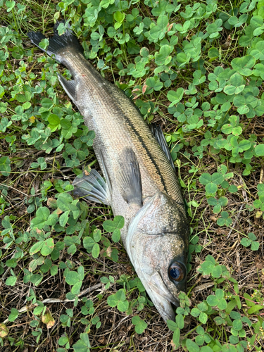 フッコ（マルスズキ）の釣果