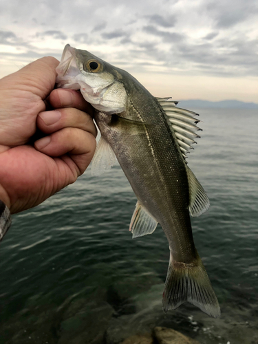 セイゴ（マルスズキ）の釣果