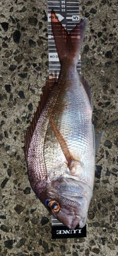 マダイの釣果