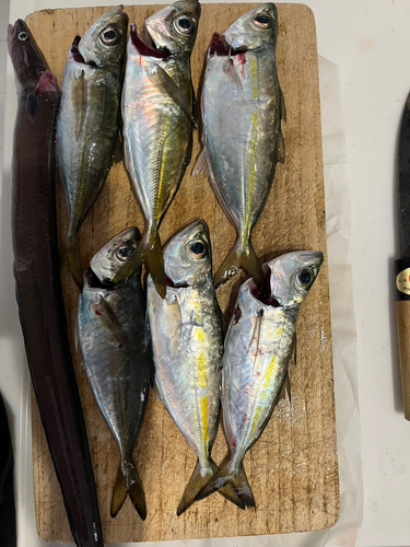 アジの釣果