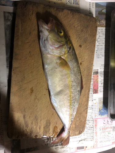 カンパチの釣果