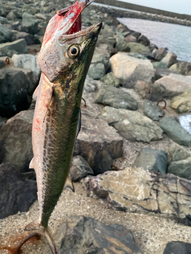 サゴシの釣果