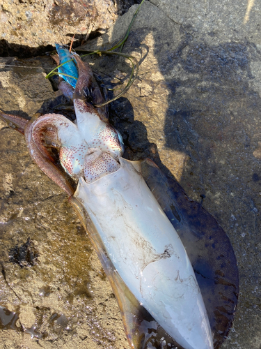 アオリイカの釣果