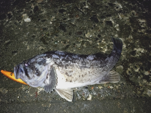 クロソイの釣果