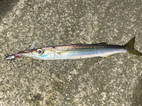 カマスの釣果