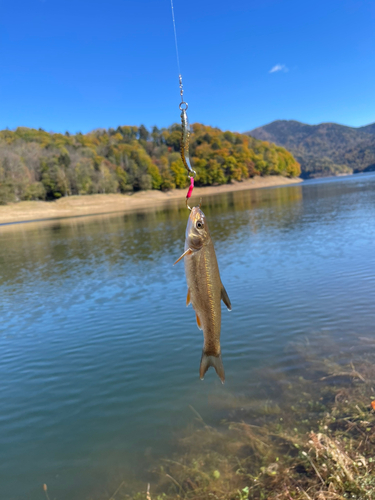 ウグイの釣果