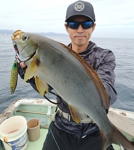 イサキの釣果