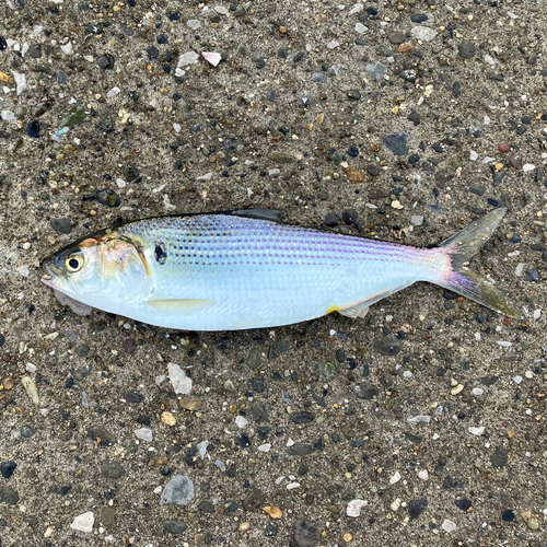 コノシロの釣果