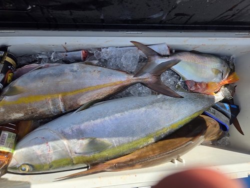 カンパチの釣果