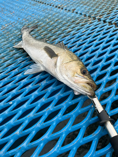 スズキの釣果