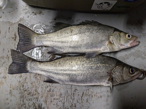 ヒラスズキの釣果