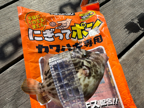 カワハギの釣果