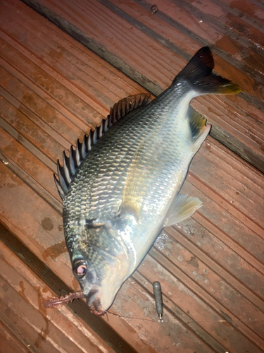 キビレの釣果