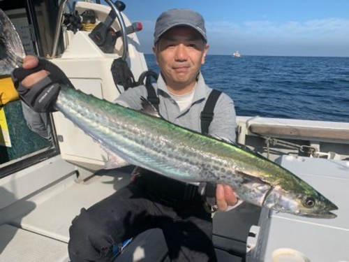 サワラの釣果