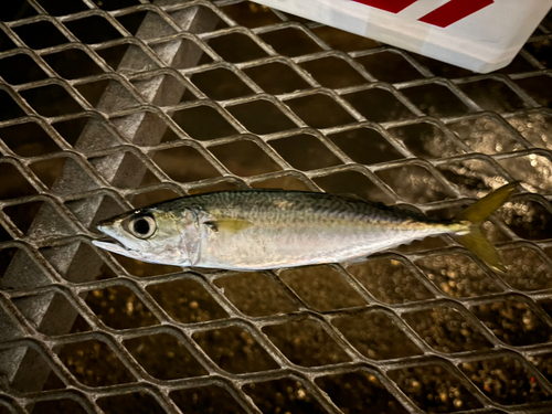 サバの釣果