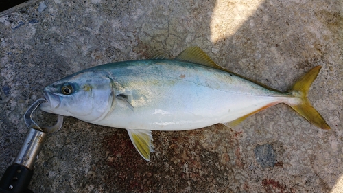 ワカシの釣果