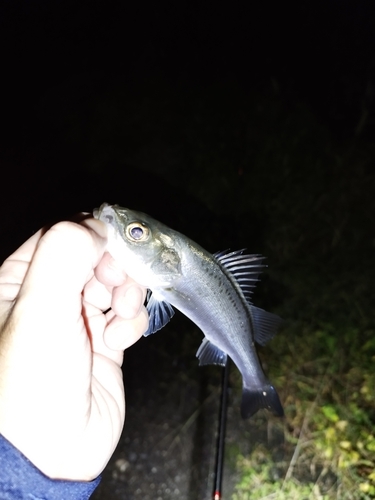 フッコ（マルスズキ）の釣果