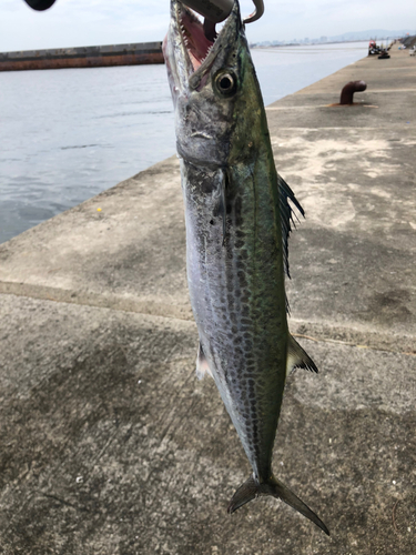 サゴシの釣果