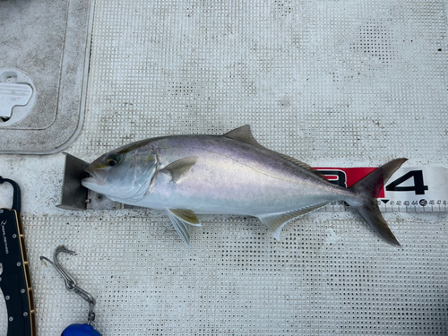 カンパチの釣果