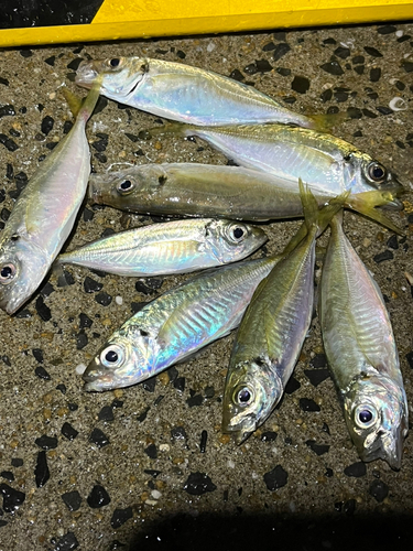 アジの釣果