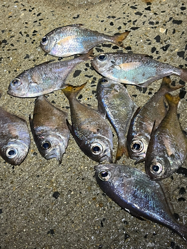 ミナミハタンポの釣果